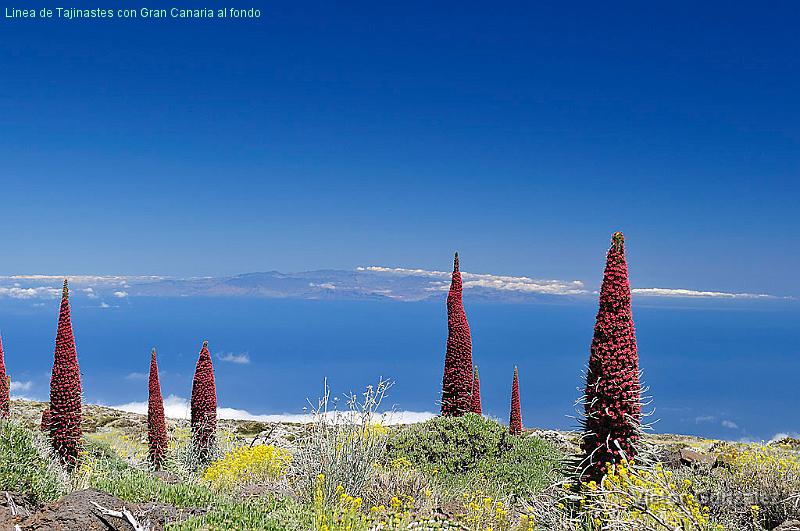 FloracionCañadas2016.jpg - Linea de Tajinastes con Gran Canaria al fondo