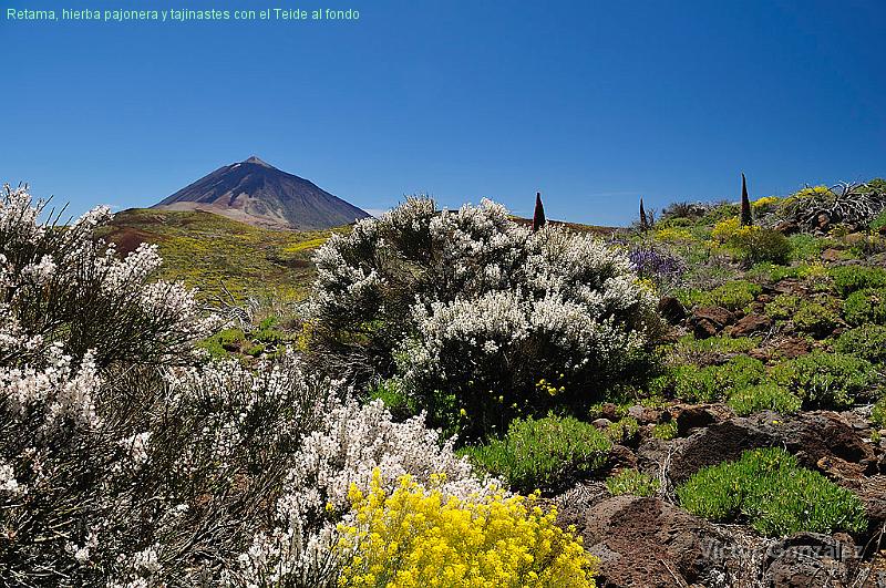 FloracionCañadas2016Teide.jpg - Retama, hierba pajonera y tajinastes con el Teide al fondo
