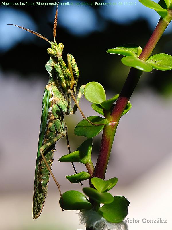 Diablillodelasflores08122017.jpg - Diablillo de las flores (Blepharopsis mendica), retratada en Fuerteventura. 08-12-2017