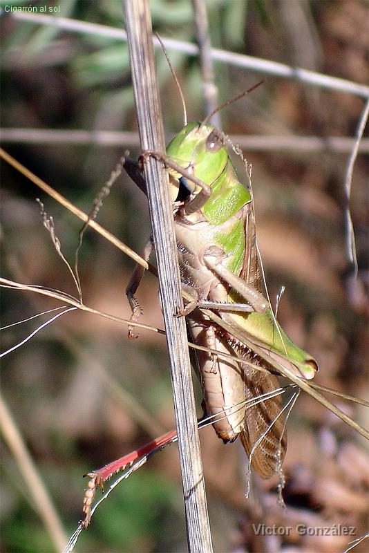 Cigarron.jpg - Cigarrón al sol